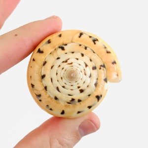 Conus betulinus, cabinet of curiosities, collectible shell, large shell, orange shell, cone shell, yellow shell