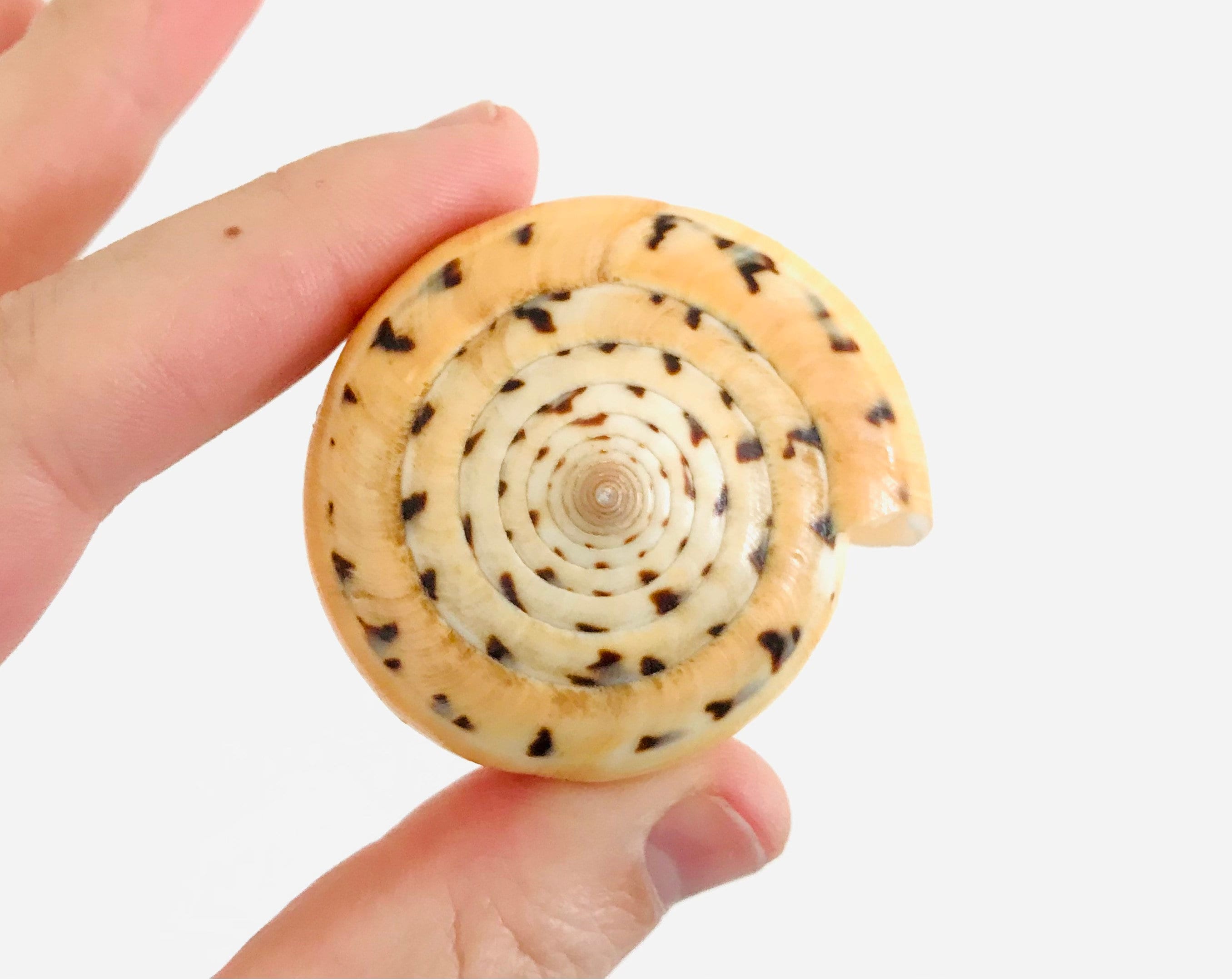 Conus Betulinus, Cabinet de Curiosité, Coquillage Collection, Grand Coquillage, Orange, Cône, Jaune