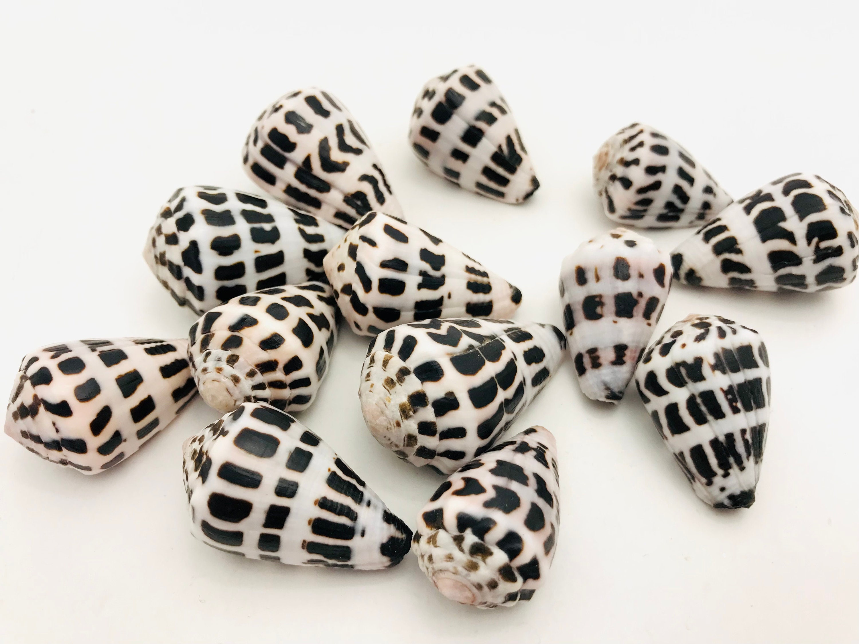 Conus Ebraeus, Small Black and White Seashell, Cabinet of Curiosities ...