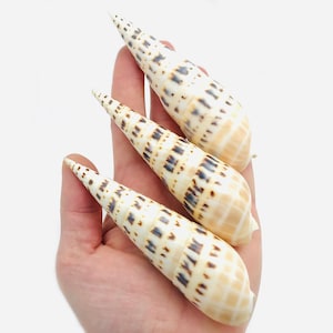 May include: Three cone-shaped seashells with brown and white stripes. The shells are arranged in a triangular shape.