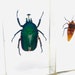 Véritable Cigale Taxidermie Encadrée Insecte Noir Orange Cigale Fait à La Main Boîte D'ombre