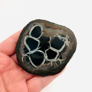 Septarische knol, septarische schijf, mineralen, gepolijste steen, rariteitenkabinet, kristaltherapie, drakensteen, Marokko