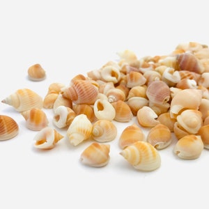 Shell 1 kilo, nassarius vibex, orange shell, small shell, shell purchase, nassa shell, mosaic, collection, diy image 2