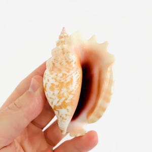 Op de afbeelding: Een grote, spiraalvormige schelp met een brede opening. De schelp heeft een crèmewit en oranje gespikkeld patroon aan de buitenkant en een glad, roze-bruin interieur. De schelp wordt in een hand gehouden tegen een witte achtergrond.