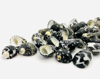 Small black and white shell, curiosity cabinet, black shell, white shell, collection shell, nerite, nerita, jewelry