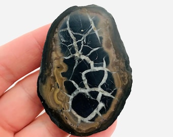 Septaria, septaria nodule, septaria slice, minerals, polished stone, cabinet of curiosities, lithotherapy, dragon stone, collection