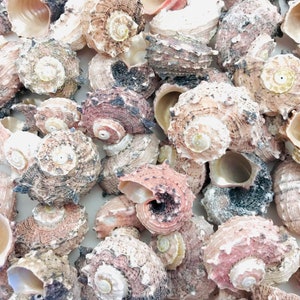 Pode incluir: Uma coleção de conchas marinhas de várias formas e tamanhos. As conchas apresentam tons naturais como bege, castanho e rosa. As texturas detalhadas e as formas em espiral sugerem um tema marítimo, ideal para decoração ou artesanato.