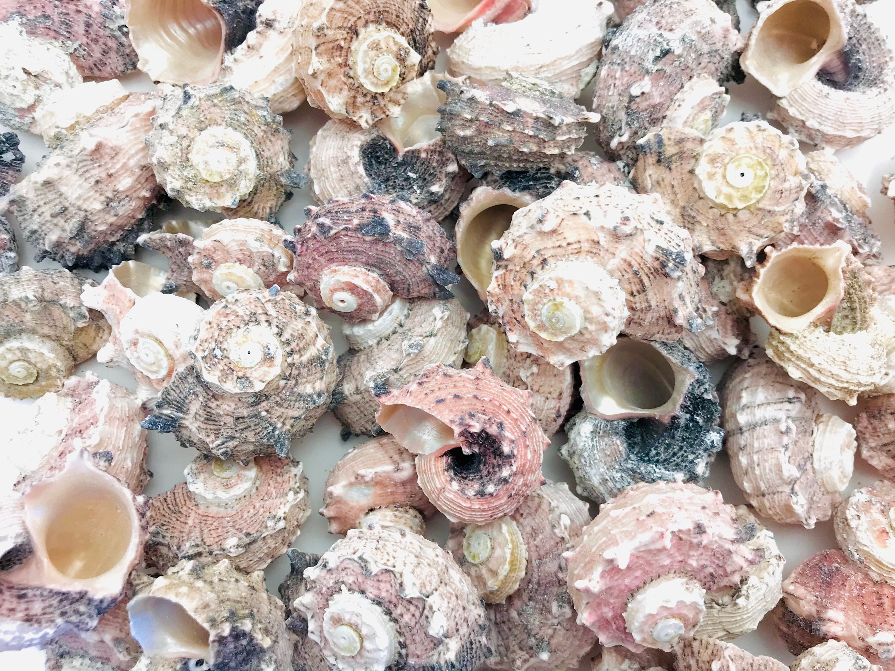 Coquillage 1 Kilo, Angaria, Coquillage Rose, Petit Coquillage, Achat Mosaïque, Lot de Déco Mariage