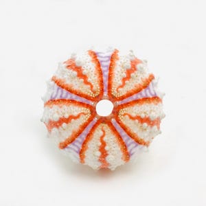 May include: A sea urchin test featuring a radial pattern of vibrant orange ridges and pale lavender grooves. The spherical shell has a textured surface with small white bumps and a circular opening at the centre, showcasing natural marine geometry.