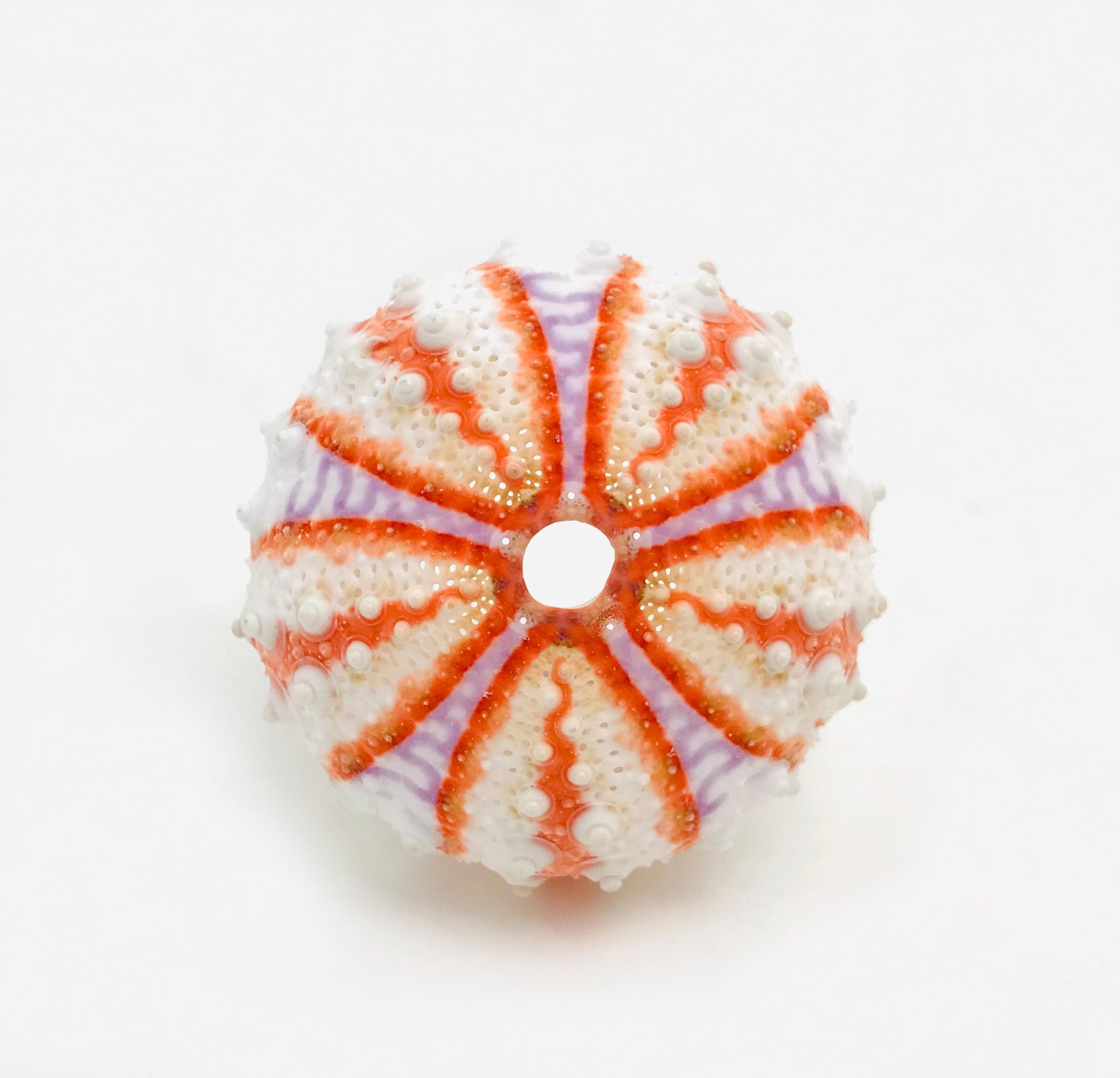 Coelopleurus Maillardi - Sea Urchin Test - Small Orange Sea Urchin