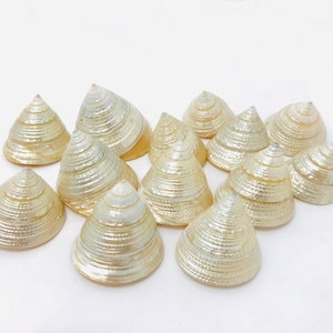 Troco, conchiglia perlata, decorazione nuziale, madreperla, trocha, armadietto delle curiosità, conchiglia per il tempo libero creativo, conchiglia bianca