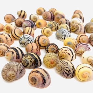 Puede incluir: Una colección de conchas marinas coloridas con intrincados patrones y remolinos. Las conchas son una mezcla de amarillo, marrón, negro y blanco.