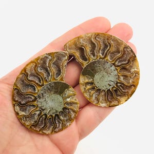 Op de afbeelding: Twee helften van een gefossiliseerde ammoniet, een spiraalvormige schelp, in bruin en crèmekleur. De ammoniet heeft een gedetailleerd, ingewikkeld patroon van ribben en kamers.