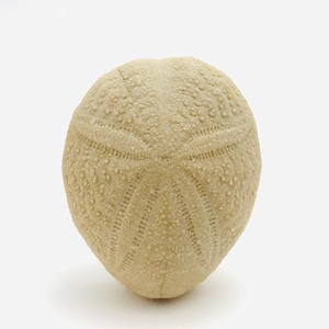 Riccio di mare fossile, Eupatagus antillarium, gabinetto delle curiosità, fossile di riccio di mare, test del riccio di mare, collezione di fossili, conchiglia, conchiglia