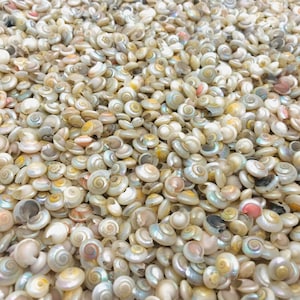 Coquillage 1 kilo ou 500 Gr, petit coquillage nacré, umbonium, coquillage loisir créatif, coquillage au poids, lot coquillage, perle nacre