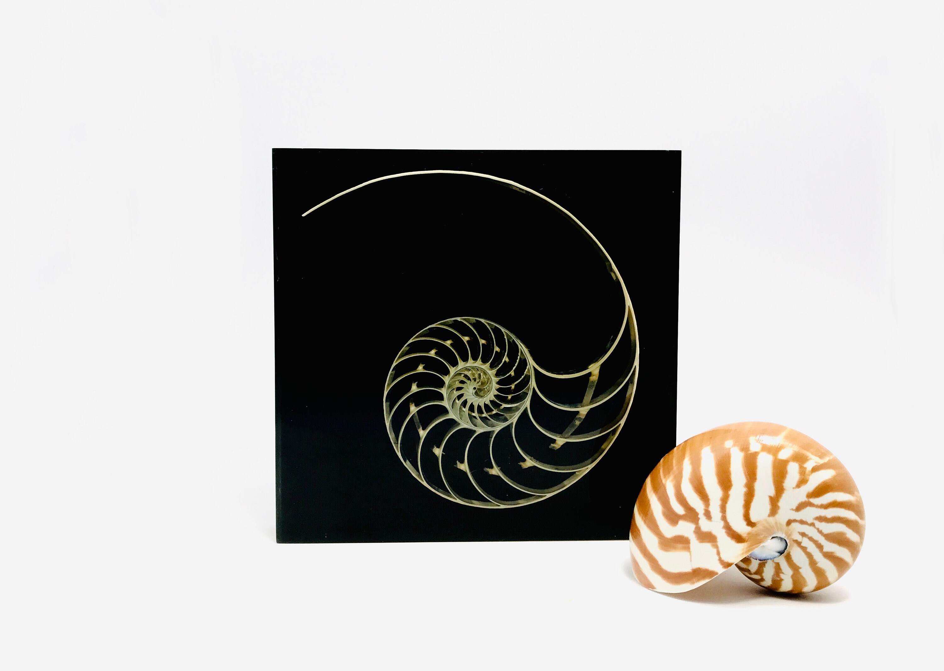 Nautile Inclusion Résine, Cabinet de Curiosité, Coquillage Inclusion, Décoration Design, Vintage, Ta