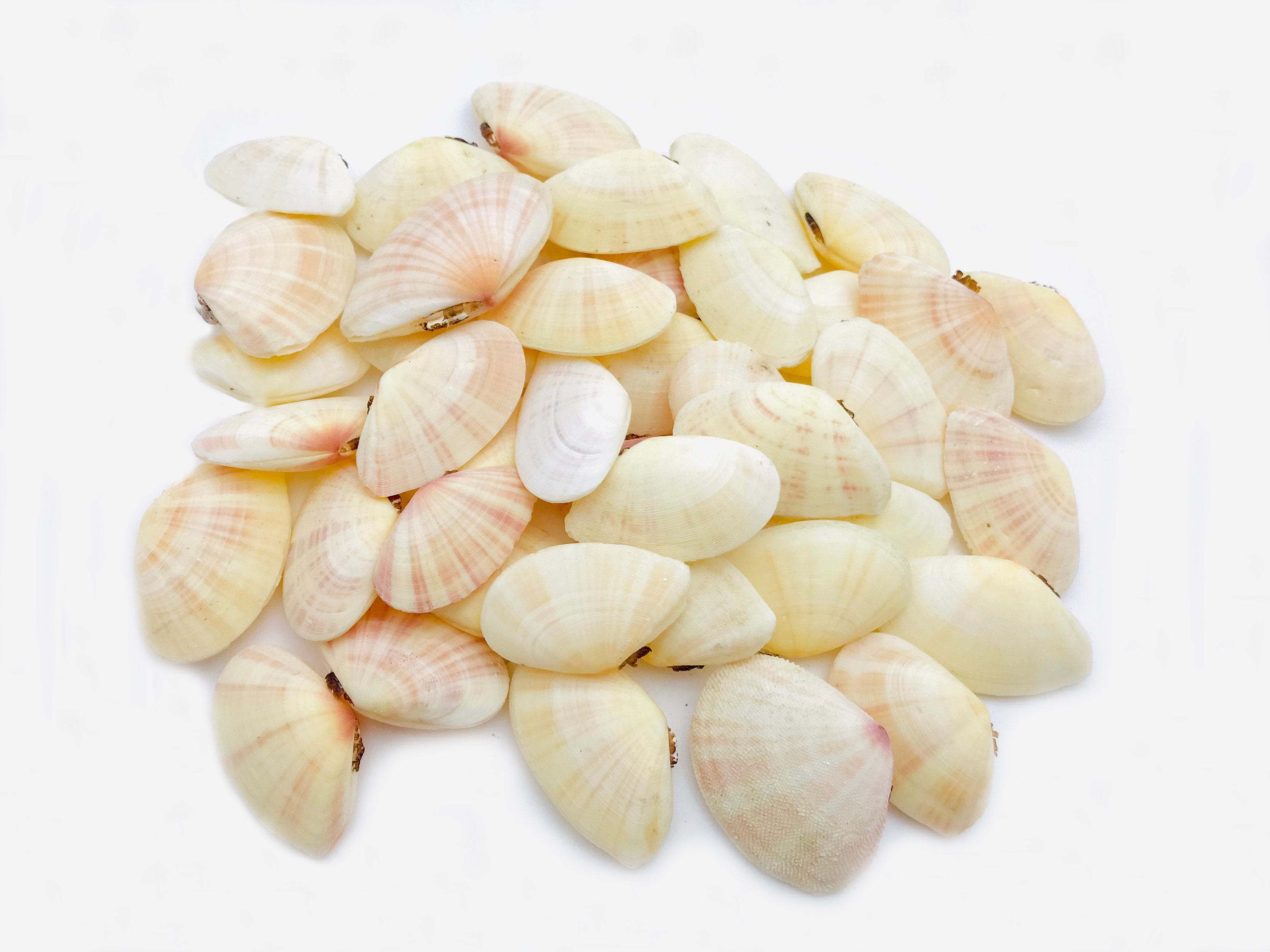 Tellina Radiata, Coquillage, Coquillage Rose, Cabinet de Curiosité, Bivalve, Petit Jaune, Décoration