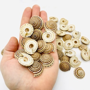 Arkitektoniskt skalperspektiv - Kuriosakabinett - Små naturliga spiralsnäckor - Solur - DIY-snäckor