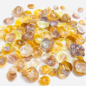 Anomia ephippium, coquillage nacré, coquillage loisir créatif bijoux, nacre jaune, cabinet de curiosité, collection coquillage, pétale nacre