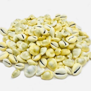 May include: A pile of small, white cowrie shells with black markings. The shells are smooth and glossy.