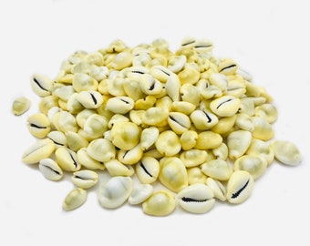 Cowrie shell, cypraea moneta, shell, porcelain, shell bracelet, creative leisure, mosaic, small white shell, yellow shell