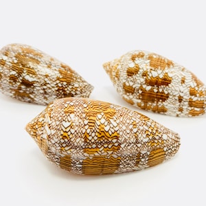Pode incluir: Três conchas marrons e brancas em forma de cone com uma superfície estampada.