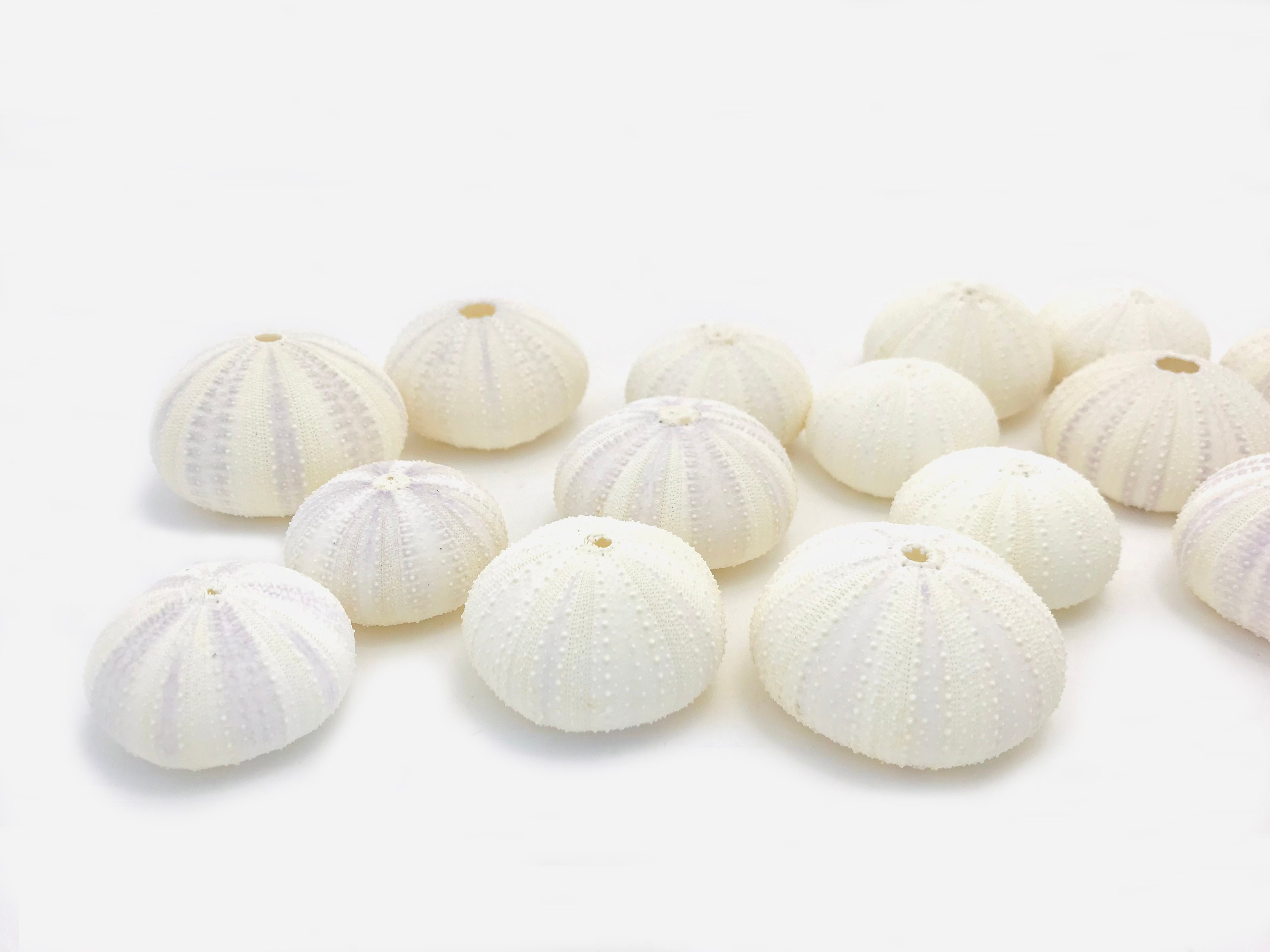 Oursin Blanc, Petit Oursin, Cabinet de Curiosité, Test Coquille Coquillage Taxidermie, Décoration Ma