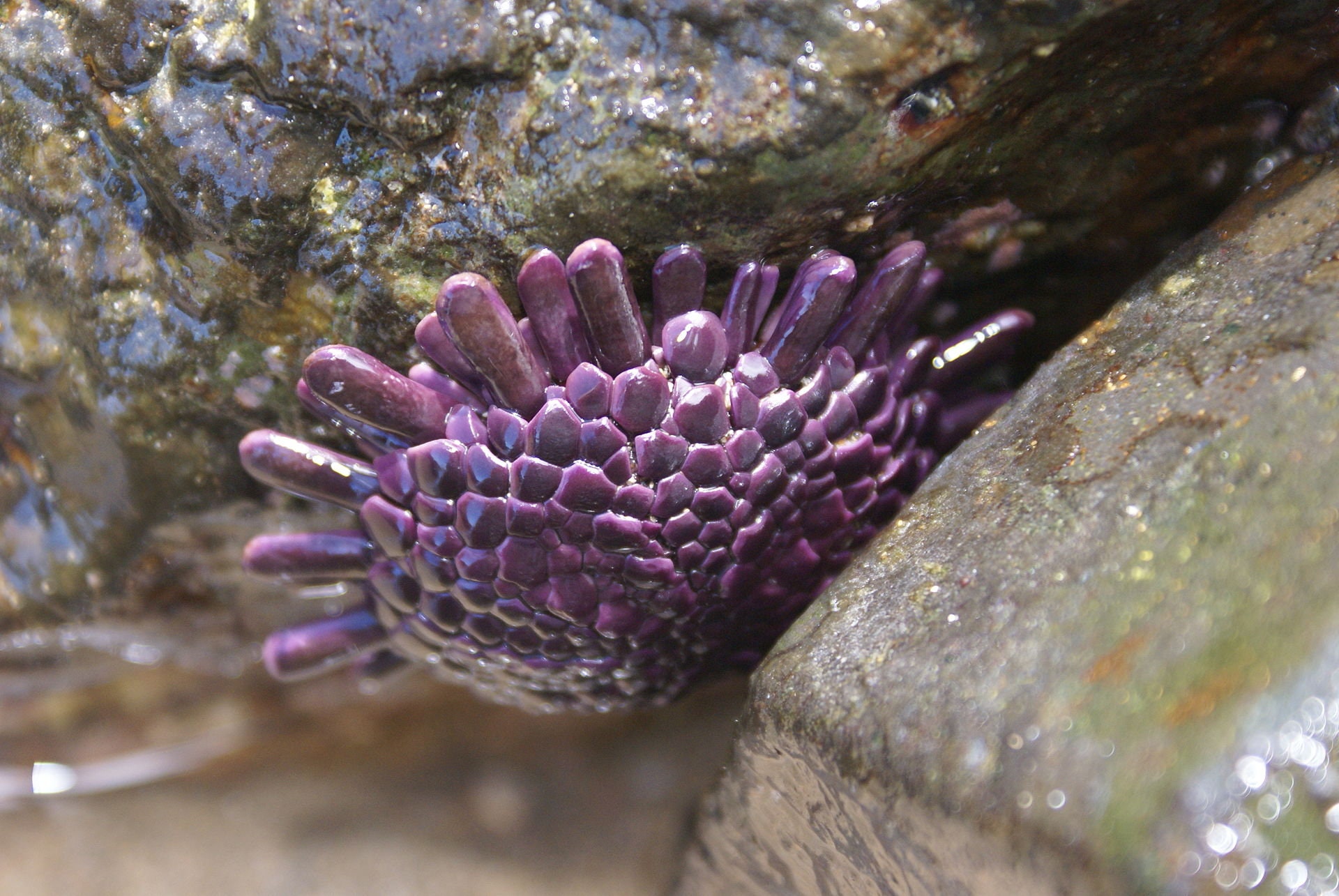 Colobocentrotus atratus (Sea urchin) | Lifestock
