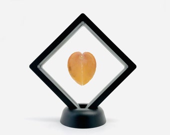 Curiosity cabinet, corculum cardissa, shell, floating frame, shell decoration, Christmas gift, shell frame, heart, orange