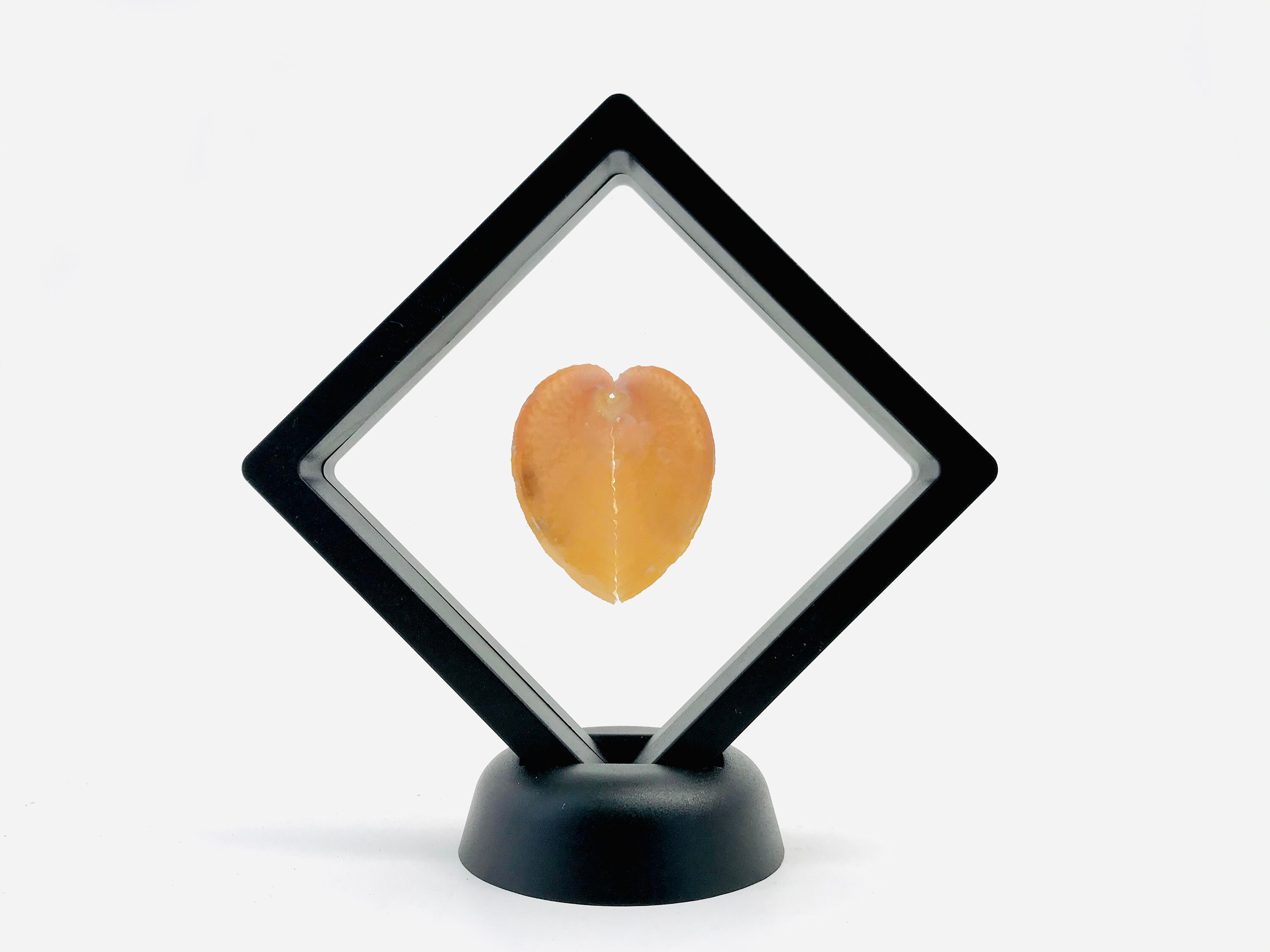 Cabinet de Curiosité, Corculum Cardissa, Coquillage, Cadre Flottant, Décoration Cadeau Noël, Cœur, O