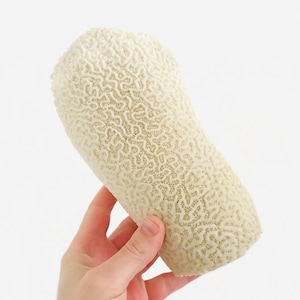 Dendrogyra cylindricus, coral blanco, gabinete de curiosidades, bloque de coral, esqueleto de coral, coral real, taxidermia, concha