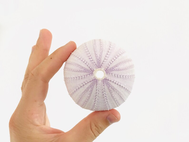 Sea Urchin Xxl Purple Sea Urchin White Sea Urchin Shell Etsy