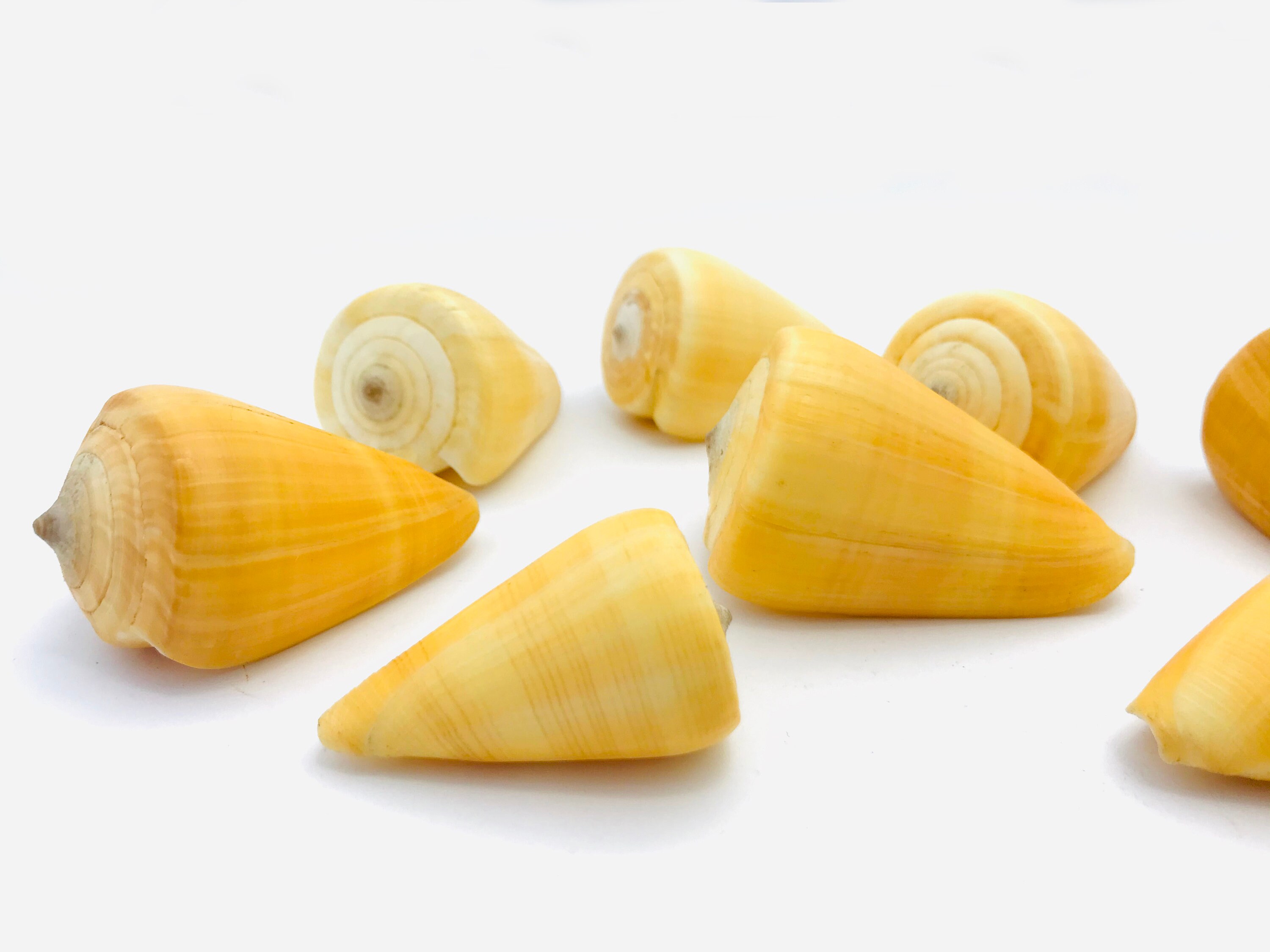 Conus Quercinus, Coquillage Jaune, Coquillage, Cabinet de Curiosité, Collection, Cône, Décoration Co