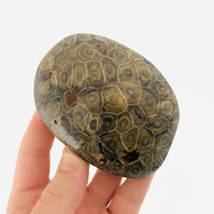 Corallo fossile, esagono, blocco di corallo lucidato, gabinetto delle curiosità, fossile marocchino, collezione di fossili, coralli fossilizzati, Devoniano