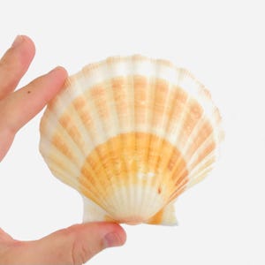Scallop shell - Orange shell, decoration, beach decor - Scallop - Cabinet of curiosities - Natural shell - Candle
