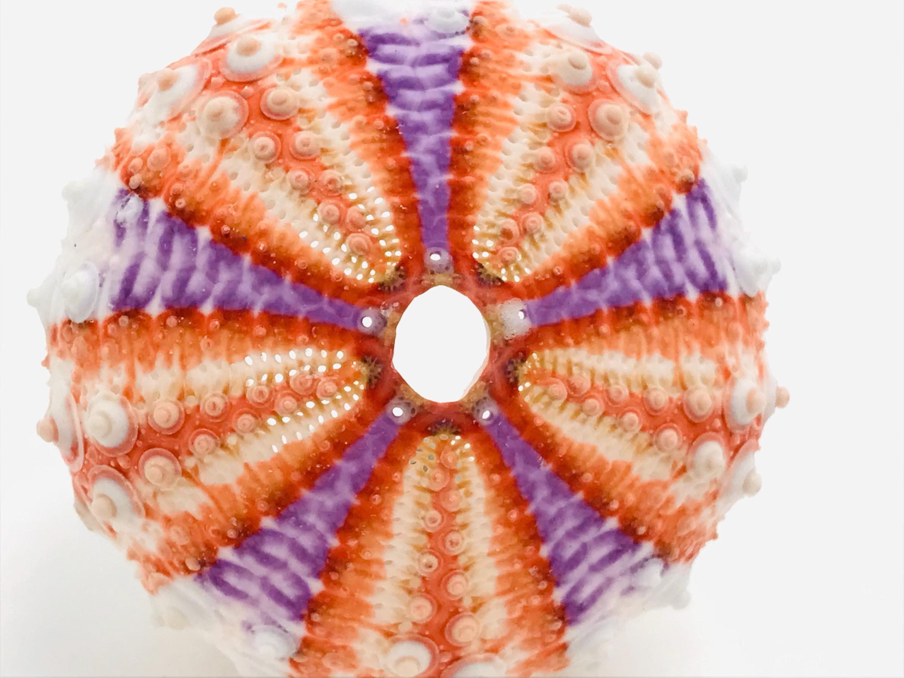 Coelopleurus Maillardi - Orange-purple Sea Urchin - Small Sea