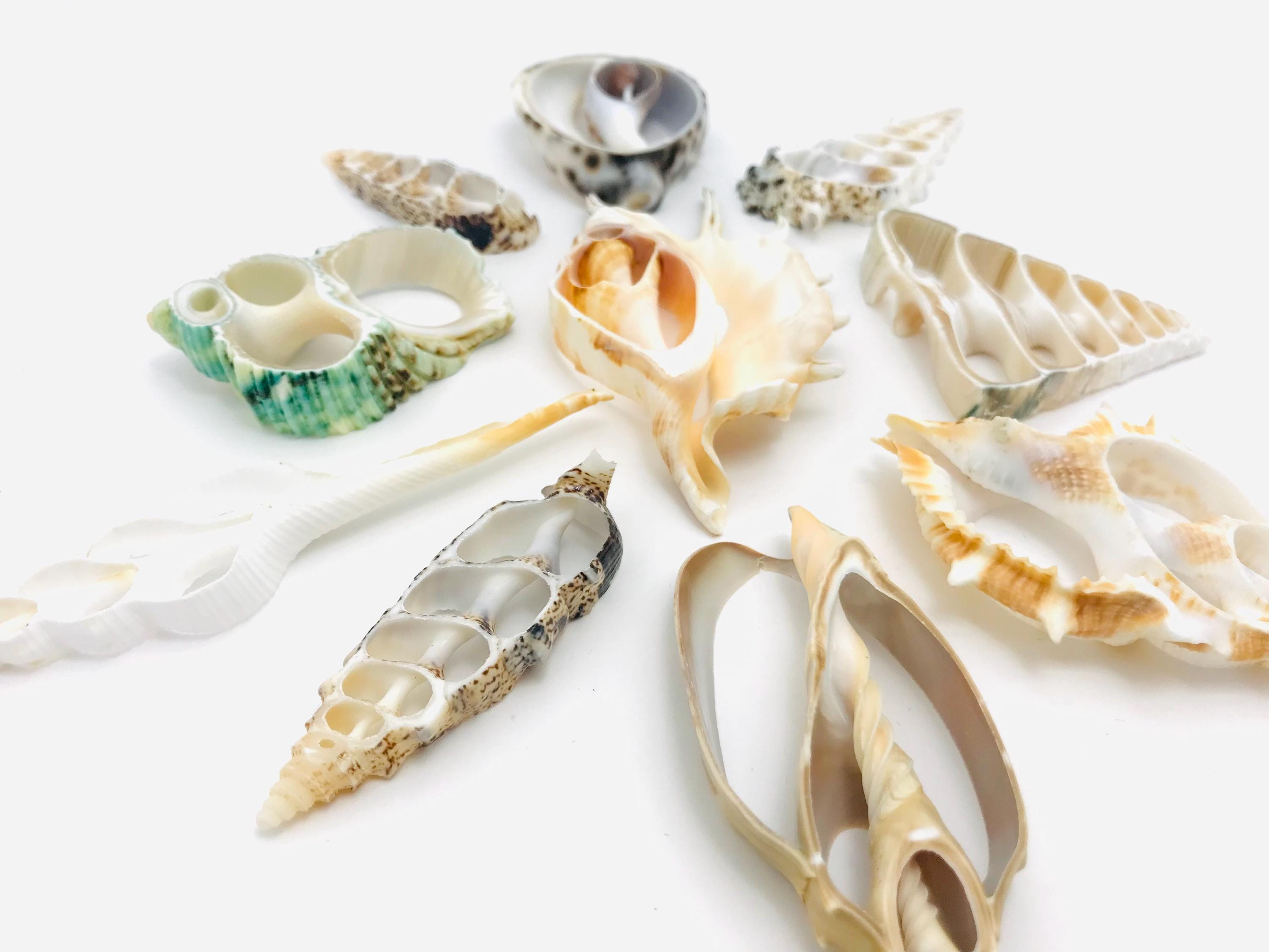 Muschelscheibe, 10 Stück, Kuriositätenkabinett, weiße