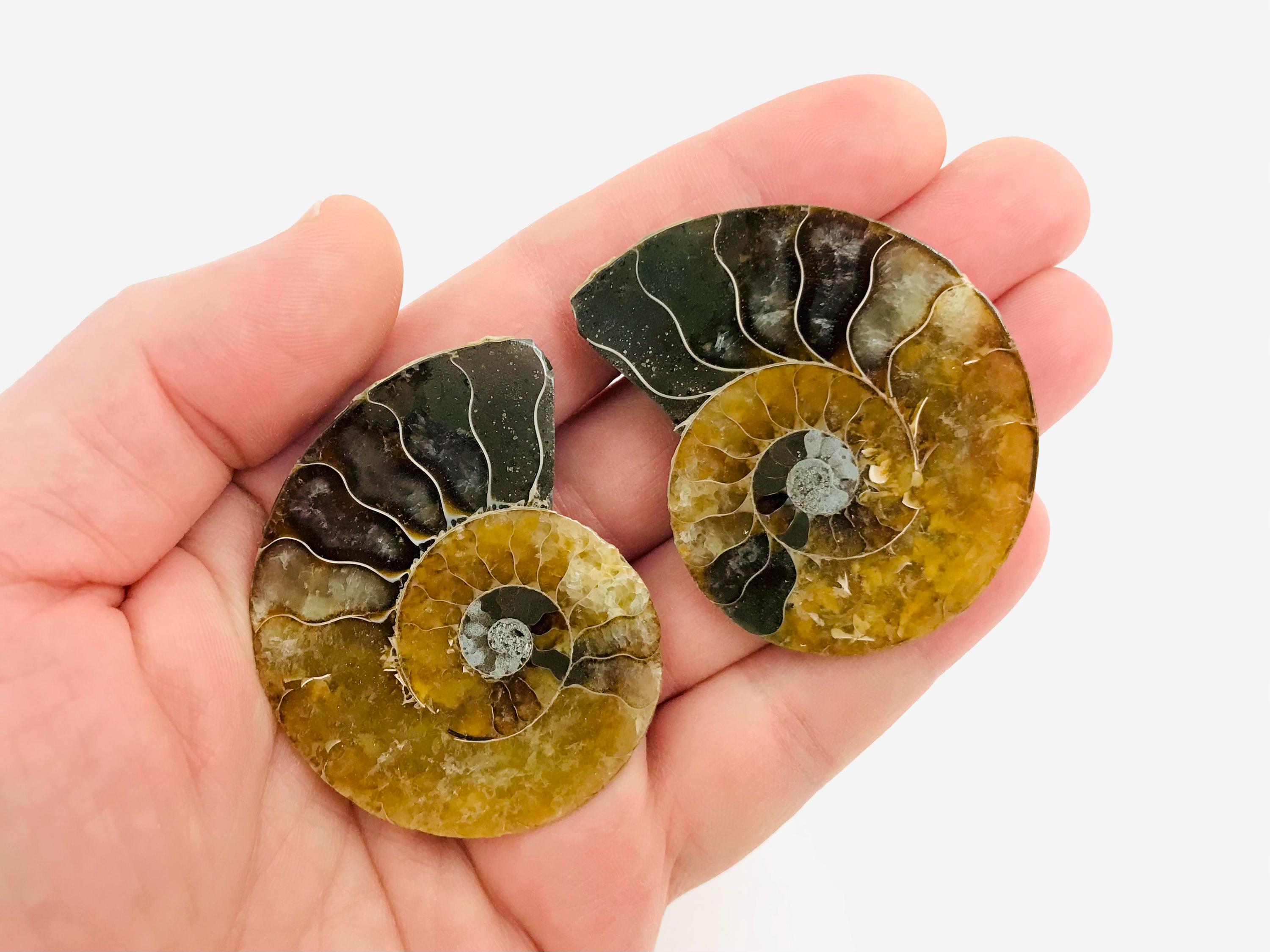 アンモナイトの化石 アンモナイト 化石 31.1g / Ammonite Fossil - YouTube