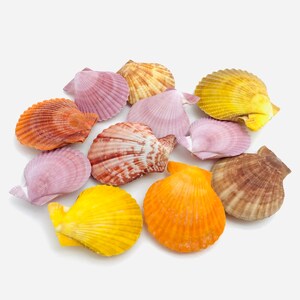 Peut inclure: Une collection de coquillages colorés de formes et de tailles variées. Les coquillages sont un mélange de rose, orange, jaune et marron.