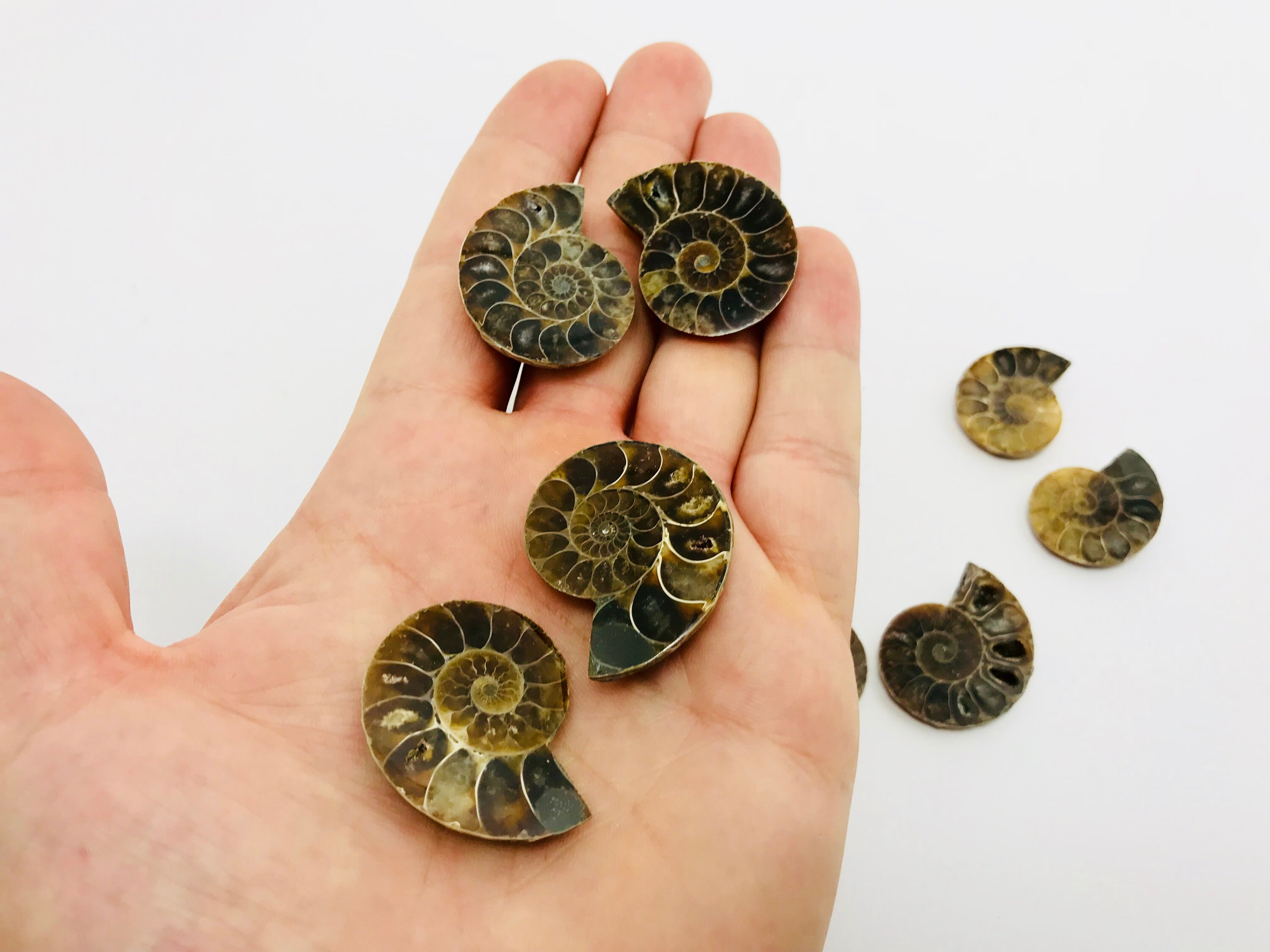 Paire De Petites Ammonites Fossiles Sciées Et Polies - Minéraux De Madagascar 1-2 Cm