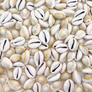 May include: A close-up of a pile of white cowrie shells with a yellow and black pattern. The shells are smooth and glossy.
