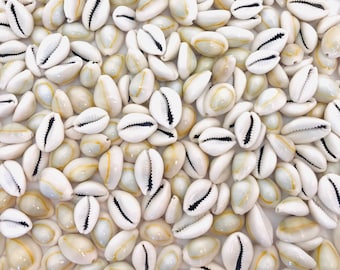 Peut inclure: Gros plan sur un tas de coquillages de cauris blancs avec un motif jaune et noir. Les coquillages sont lisses et brillants.