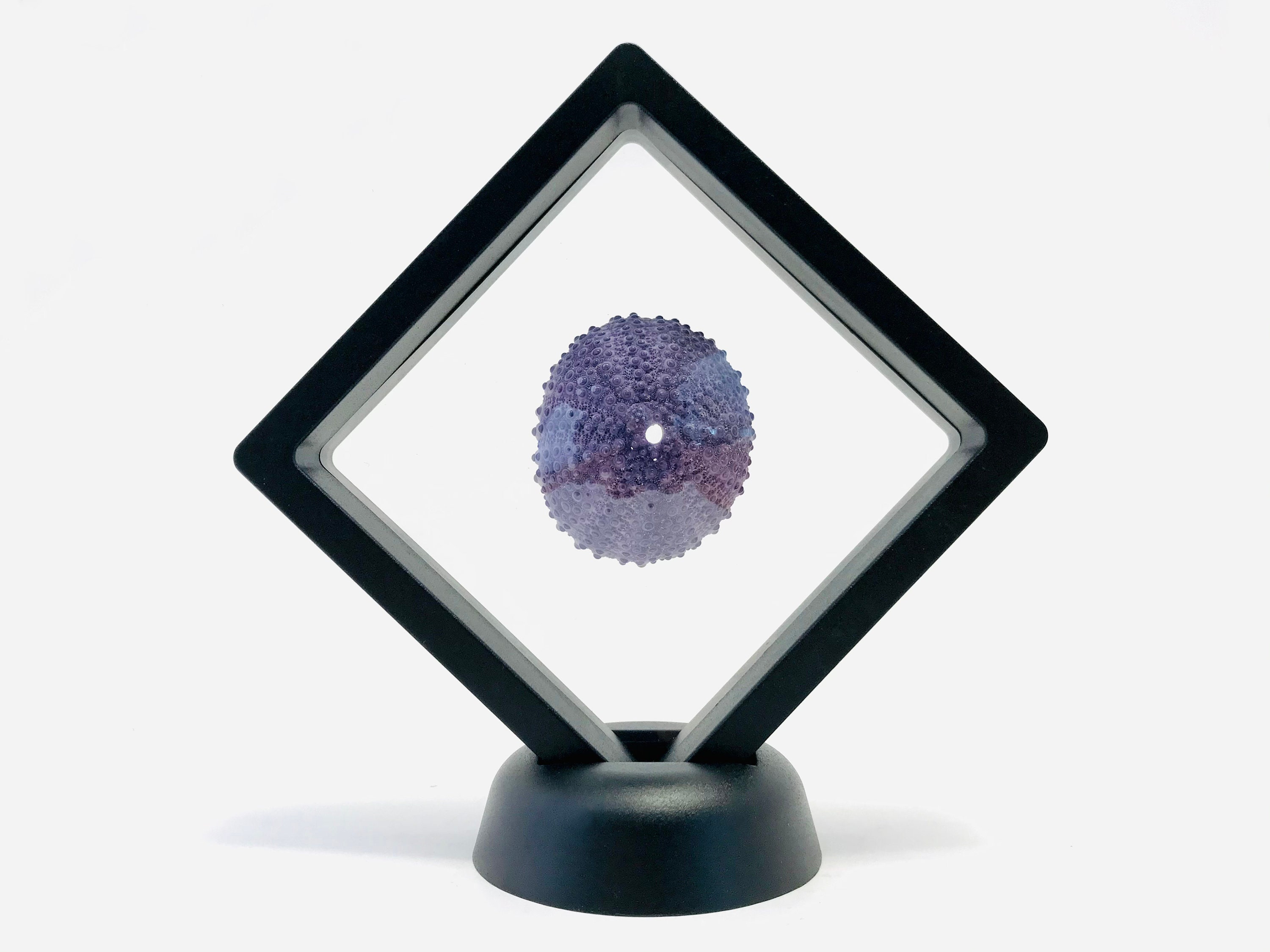 Oursin Violet, Colobocentrotus Atratus, Oursin, Coquillage, Coquillage Cadre Flottant, Cabinet de Cu