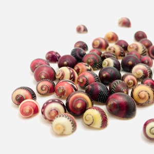 Vittina waigiensis, piccola conchiglia rossa, conchiglia da collezione, vetrina delle curiosità, nerite, conchiglia per gioielli, mini conchiglia