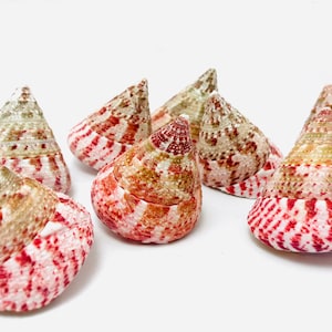 Peut inclure: Un groupe de six coquillages de forme conique. Les coquillages sont un mélange de rose, de blanc et de brun avec des rayures rouges.