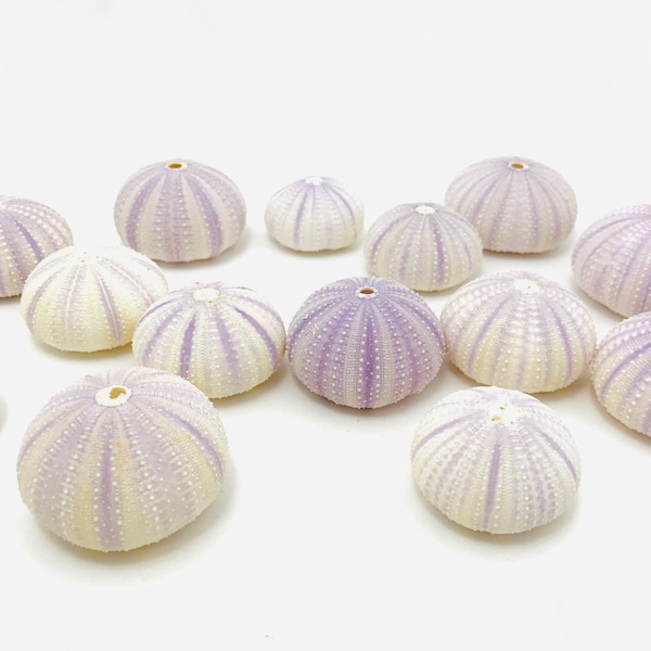 Purple sea urchin, sea urchin shell, sea urchin test, shell, purple shell, curiosity cabinet, small shell, wedding decoration