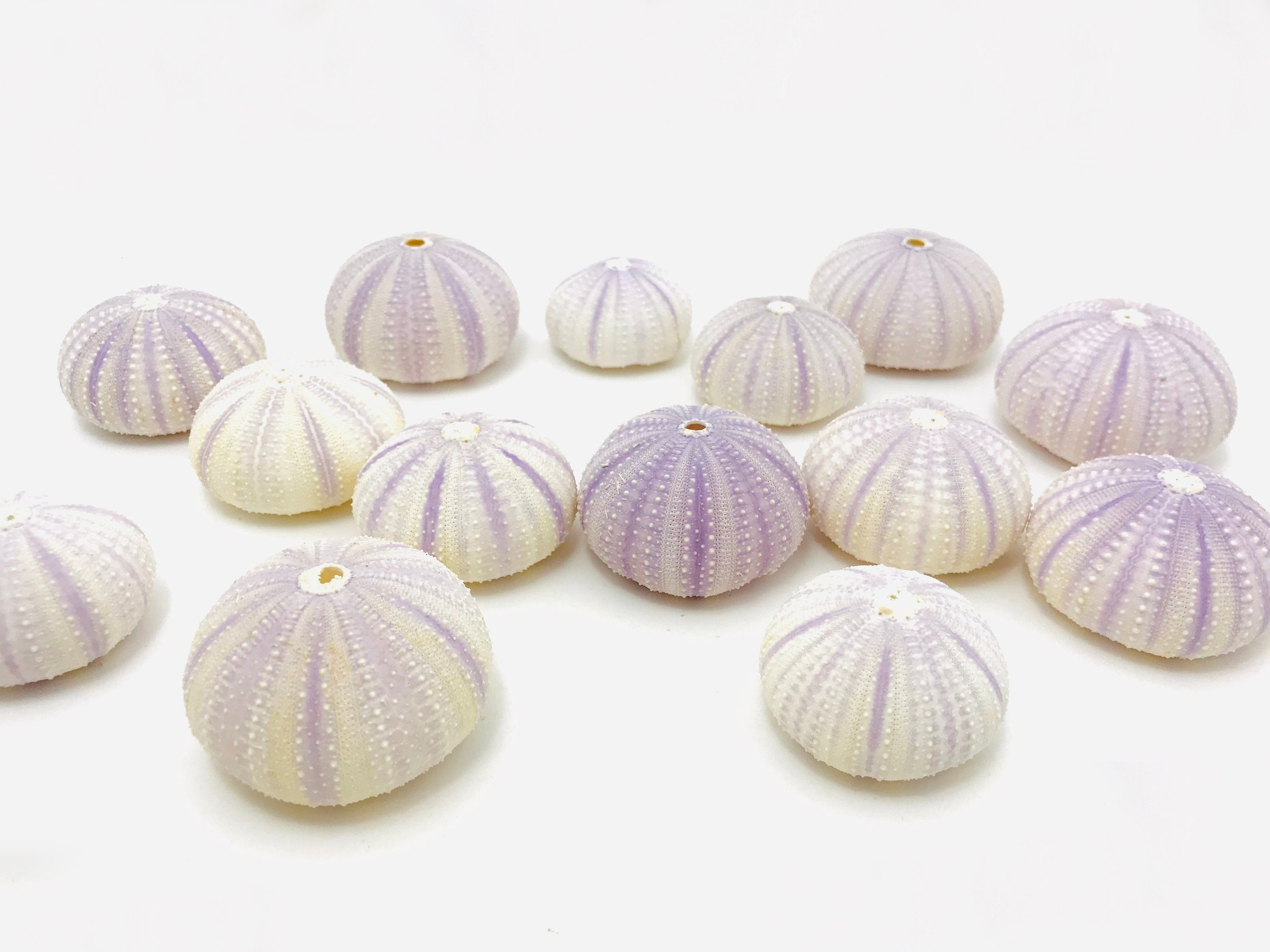 Oursin Violet, Coquille d'oursin, Test Oursin, Coquillage, Coquillage Cabinet de Curiosité, Petit Dé