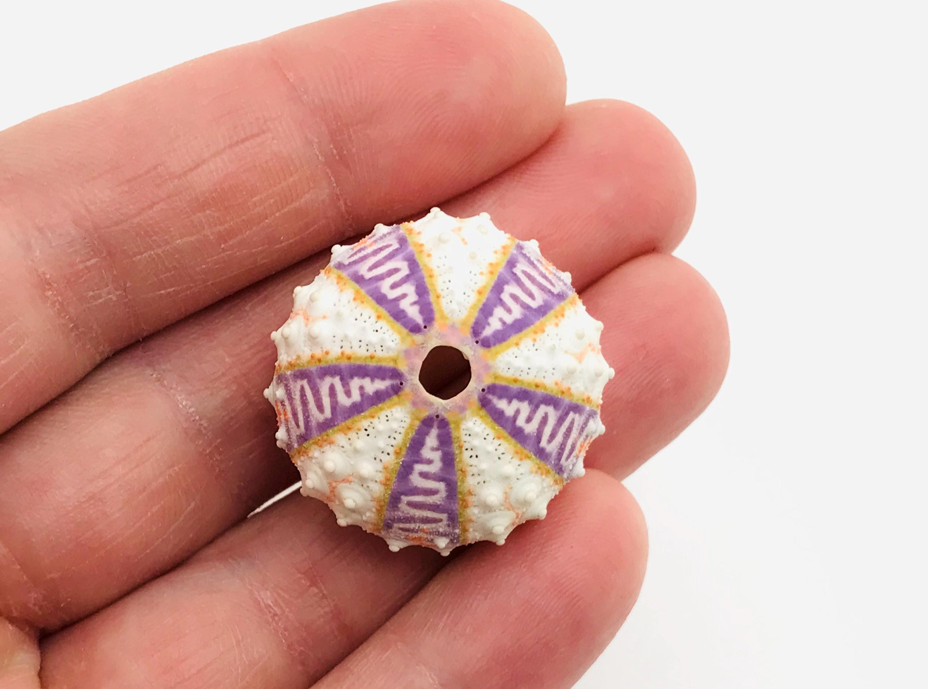 稀で人気の深海種 ウニ殻・標本(Coelopleurus exquisitus) Sea Urchin Coelopleurus Exquisitus 28 Mm - Rare Marine Specimen