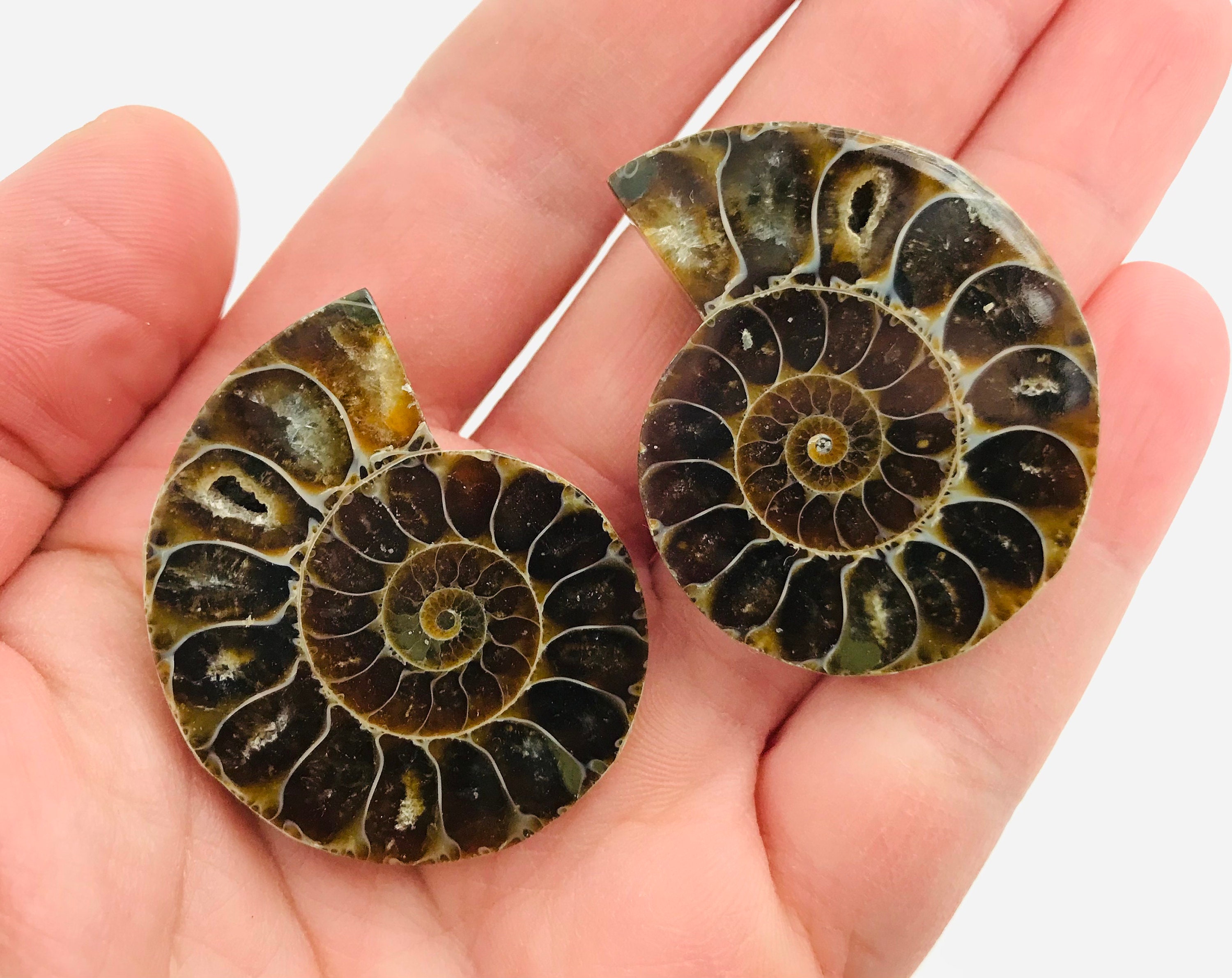 Ammonite, Ammonite Fossile, Petite Ammonite, Paire Iridescente, Cabinet de Curiosité, Madagascar