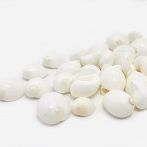 Polinices, white shell, small shell, polinices mammillia, creative leisure shell, small white shell, eye shell